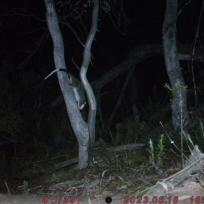 Pseudocheirus peregrinus (Common Ringtail Possum) at Bruce, ACT - 21 May 2023 by ChrisHolder