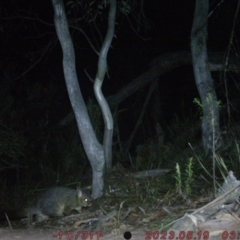 Trichosurus vulpecula (Common Brushtail Possum) at Bruce, ACT - 21 May 2023 by ChrisHolder