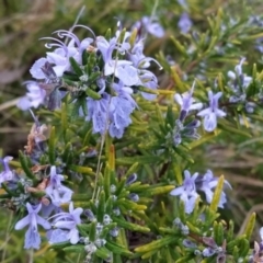 Rosmarinus officinalis (Rosemary) at Wanniassa Hill - 19 May 2023 by KumikoCallaway