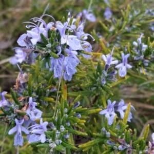 Rosmarinus officinalis at Fadden, ACT - 20 May 2023 08:15 AM