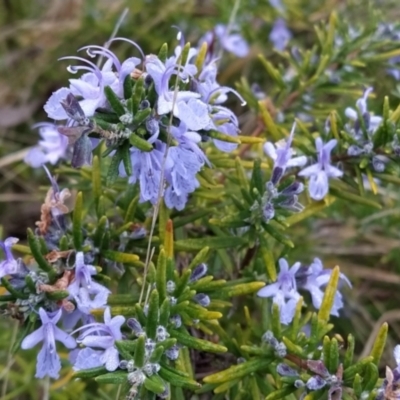 Rosmarinus officinalis (Rosemary) at Wanniassa Hill - 19 May 2023 by KumikoCallaway