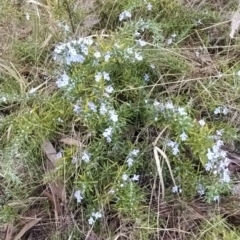 Rosmarinus officinalis at Fadden, ACT - 20 May 2023