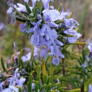 Rosmarinus officinalis at Fadden, ACT - 20 May 2023