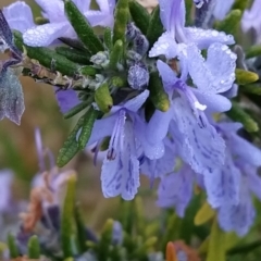 Rosmarinus officinalis at Fadden, ACT - 20 May 2023