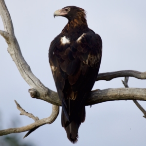 Aquila audax at Stromlo, ACT - 5 Apr 2023