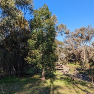 Brachychiton populneus at Bowna, NSW - 19 May 2023