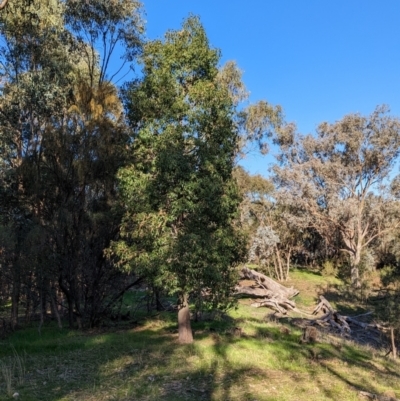 Brachychiton populneus (Kurrajong) at Bowna, NSW - 19 May 2023 by Darcy