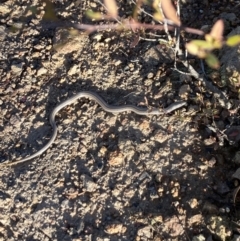 Lialis burtonis (Burton's Snake-lizard) at Stony Creek - 14 May 2023 by Aira