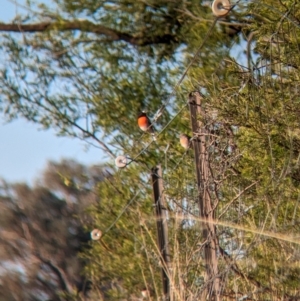 Petroica boodang at Bowna, NSW - 19 May 2023