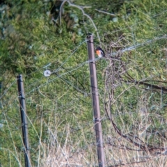 Petroica boodang at Bowna, NSW - 19 May 2023