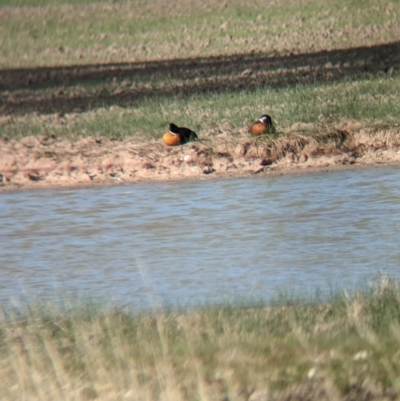 Tadorna tadornoides (Australian Shelduck) at Brimin, VIC - 21 May 2023 by Darcy