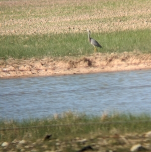 Egretta novaehollandiae at Brimin, VIC - 21 May 2023 02:36 PM