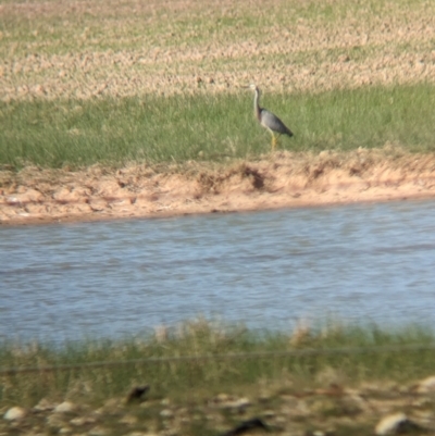 Egretta novaehollandiae (White-faced Heron) at Brimin, VIC - 21 May 2023 by Darcy