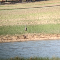 Egretta novaehollandiae at Brimin, VIC - 21 May 2023 02:36 PM