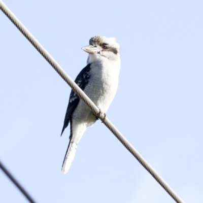 Dacelo novaeguineae (Laughing Kookaburra) at Holt, ACT - 18 May 2023 by AlisonMilton