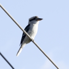 Dacelo novaeguineae at Holt, ACT - 18 May 2023