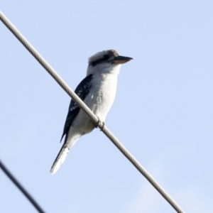 Dacelo novaeguineae at Holt, ACT - 18 May 2023