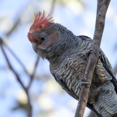 Callocephalon fimbriatum (Gang-gang Cockatoo) at Coree, ACT - 18 May 2023 by AlisonMilton