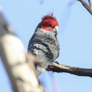 Callocephalon fimbriatum at Coree, ACT - 18 May 2023