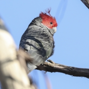 Callocephalon fimbriatum at Coree, ACT - 18 May 2023