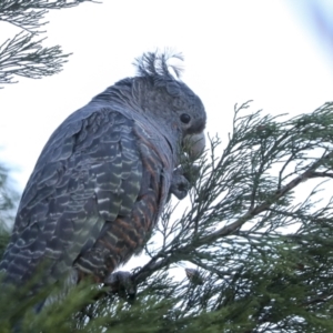 Callocephalon fimbriatum at Coree, ACT - 18 May 2023