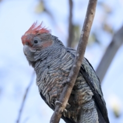 Callocephalon fimbriatum at Coree, ACT - 18 May 2023