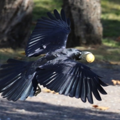 Corvus coronoides (Australian Raven) at Symonston, ACT - 21 May 2023 by RodDeb