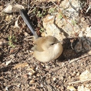 Malurus cyaneus at Coree, ACT - 18 May 2023 04:54 PM