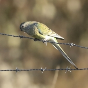 Psephotus haematonotus at Holt, ACT - 18 May 2023