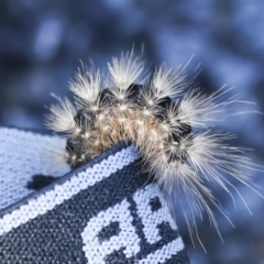 Lepidoptera unclassified IMMATURE moth at Holt, ACT - 18 May 2023 by AlisonMilton