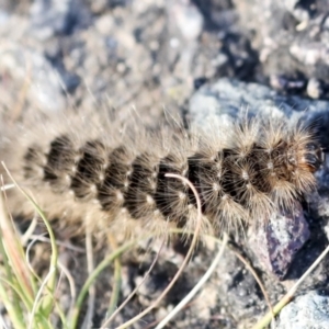 Lepidoptera unclassified IMMATURE moth at Holt, ACT - 18 May 2023