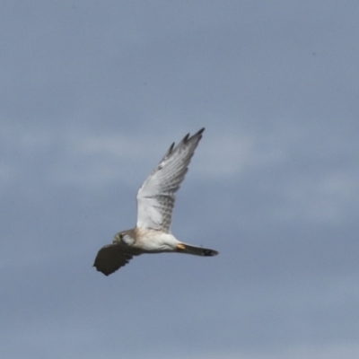 Falco cenchroides (Nankeen Kestrel) at Molonglo Valley, ACT - 28 Apr 2023 by AlisonMilton