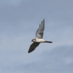 Falco cenchroides at Molonglo Valley, ACT - 28 Apr 2023