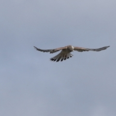 Falco cenchroides at Molonglo Valley, ACT - 28 Apr 2023