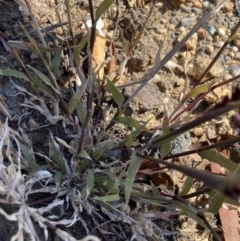 Tragus australianus (Small Burrgrass) at Belconnen, ACT - 19 May 2023 by MattM