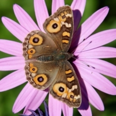 Junonia villida (Meadow Argus) at Moruya, NSW - 19 May 2023 by LisaH