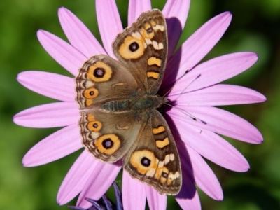 Junonia villida (Meadow Argus) at Moruya, NSW - 19 May 2023 by LisaH