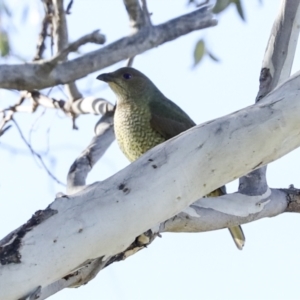 Ptilonorhynchus violaceus at Tharwa, ACT - 19 May 2023