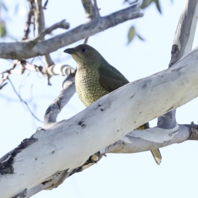 Ptilonorhynchus violaceus (Satin Bowerbird) at Tharwa, ACT - 19 May 2023 by AlisonMilton