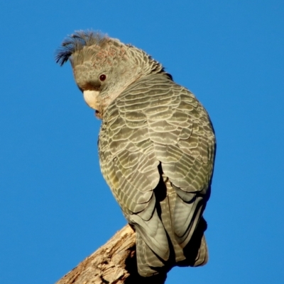 Callocephalon fimbriatum (Gang-gang Cockatoo) at Hughes, ACT - 21 May 2023 by LisaH