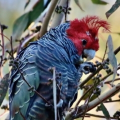 Callocephalon fimbriatum at Hughes, ACT - 21 May 2023