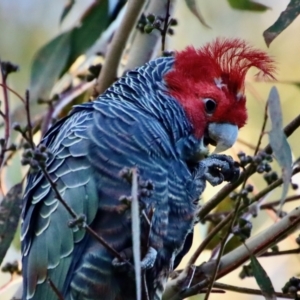 Callocephalon fimbriatum at Hughes, ACT - 21 May 2023