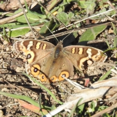 Junonia villida (Meadow Argus) at Chapman, ACT - 21 May 2023 by HelenCross