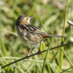 Cisticola exilis (Golden-headed Cisticola) at Jerrabomberra Wetlands - 19 May 2023 by AlisonMilton