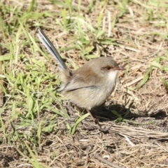 Malurus cyaneus (Superb Fairywren) at Jerrabomberra Wetlands - 19 May 2023 by AlisonMilton