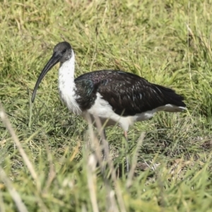 Threskiornis spinicollis at Fyshwick, ACT - 19 May 2023