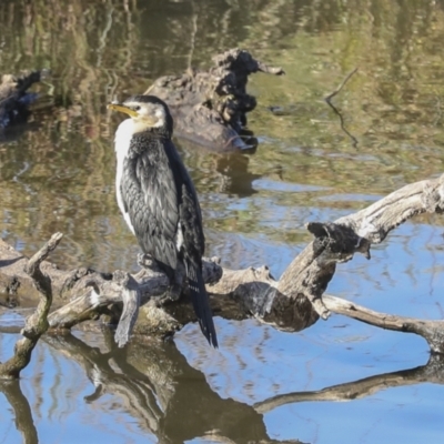Microcarbo melanoleucos (Little Pied Cormorant) at Fyshwick, ACT - 19 May 2023 by AlisonMilton