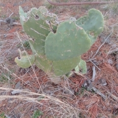 Opuntia stricta (Common Prickly Pear) at Tarago, NSW - 21 May 2023 by DrDJDavidJ