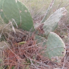 Opuntia stricta at Tarago, NSW - 21 May 2023