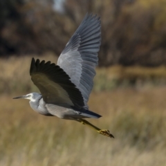 Egretta novaehollandiae (White-faced Heron) at Jerrabomberra Wetlands - 19 May 2023 by AlisonMilton